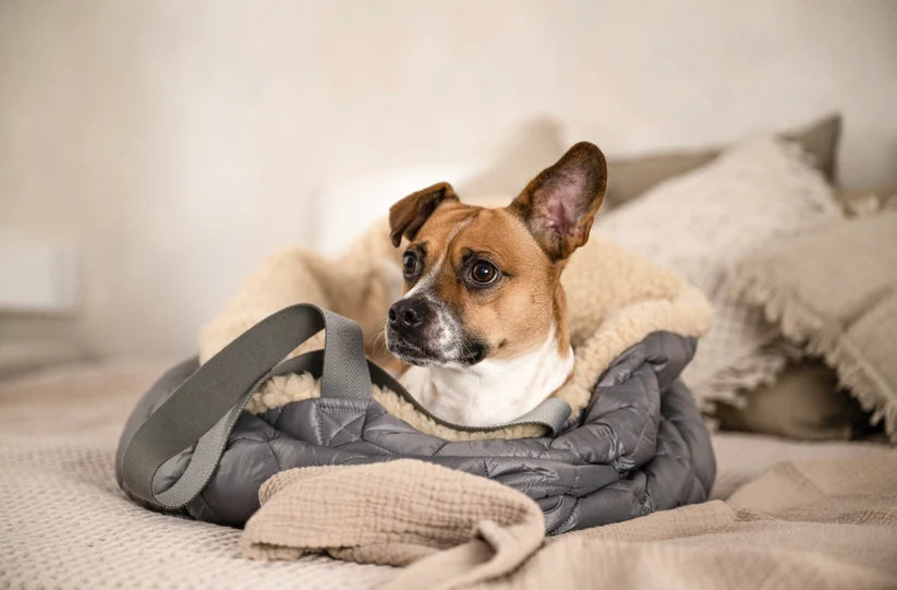 Teddy Dog or not DOG Bag hellgrau